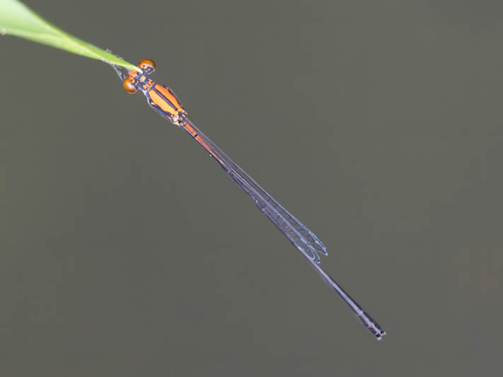 Neoneura amelia (Amelia's Threadtail) male.jpg